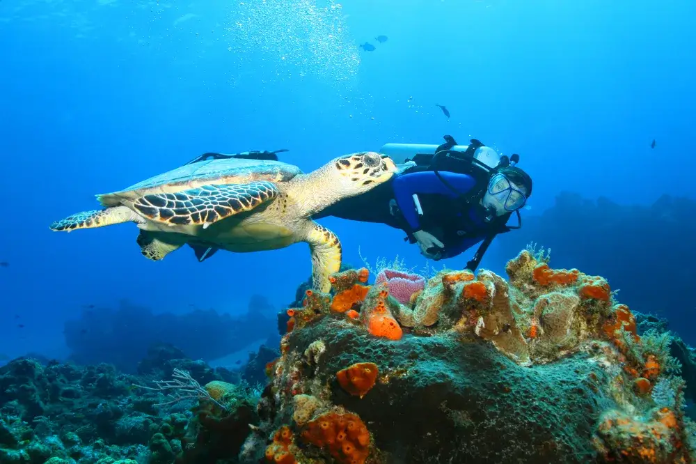 Guy scuba diving with a turtle in Cozumel
