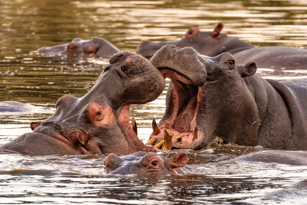 Two hippopotami fight in the water in Masai Mara National Reserve to show the least busy time to safari in Kenya