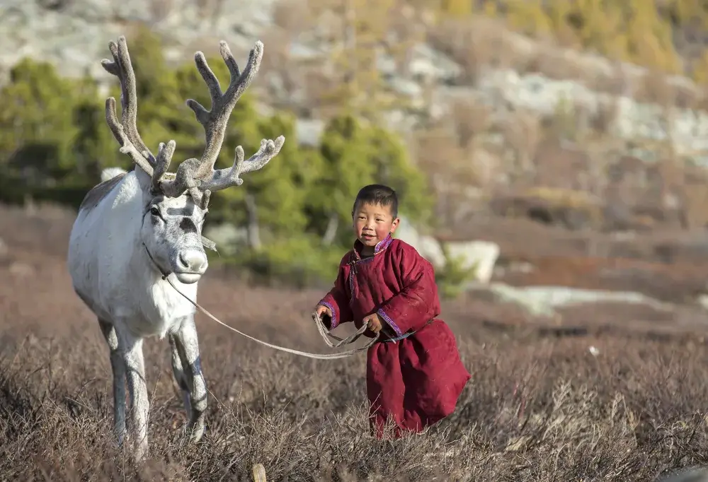 Young Tsaatan boy dressed in traditional red clothing running with a reindeer