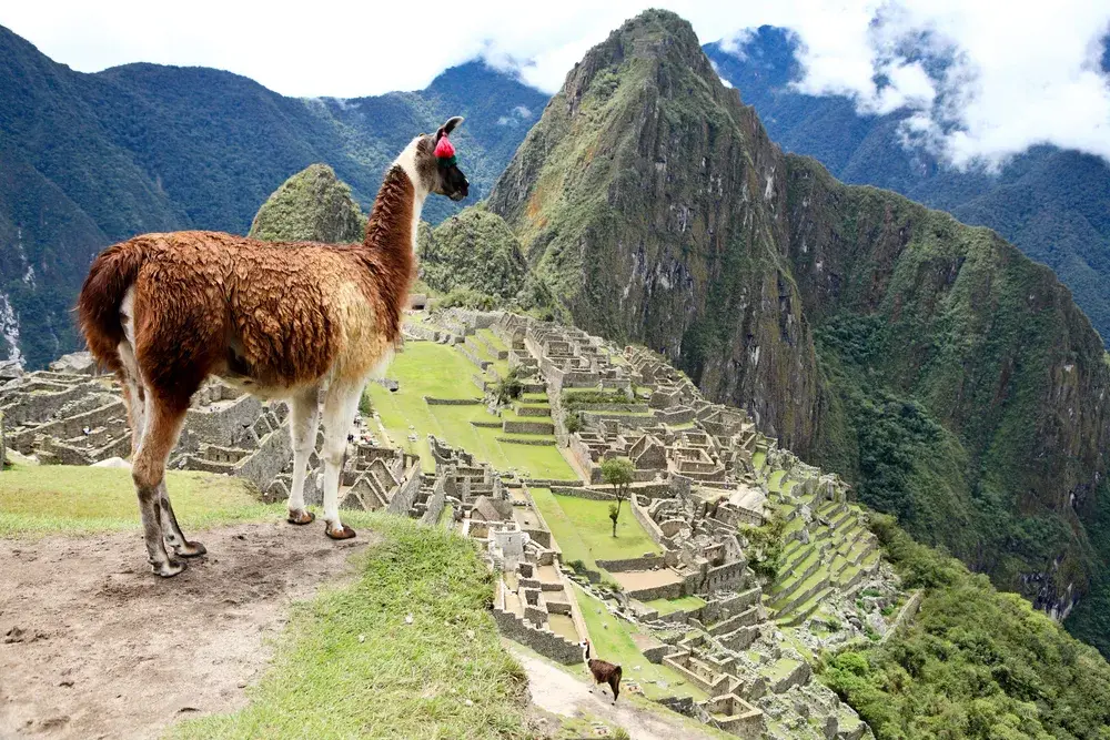 Llama standing on the edge of a grassy hill overlooking Machu Picchu in Peru for a piece titled Is South America Safe to Visit
