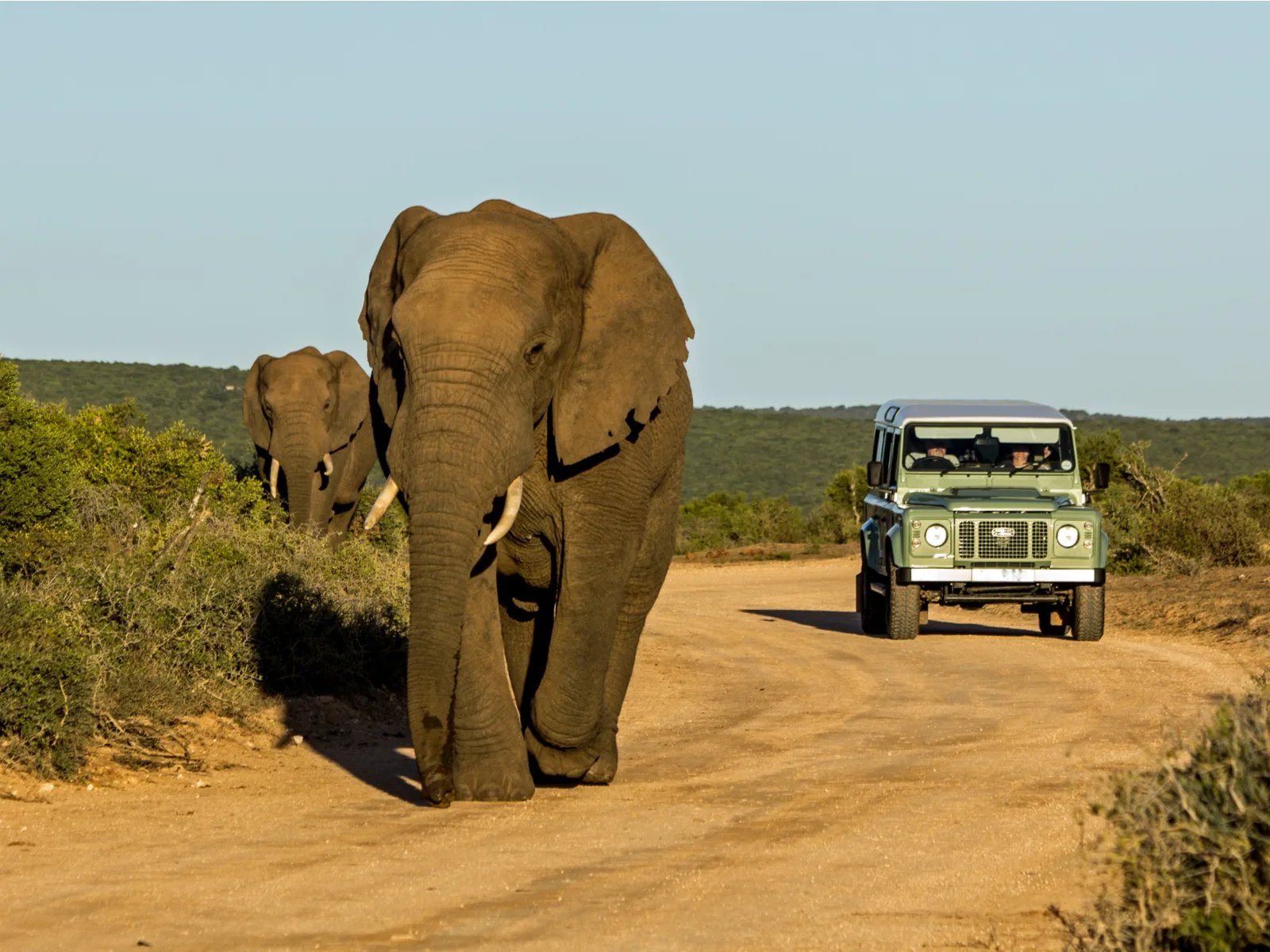 Beautiful elephant walking on a dirt path in front of a Land Rover on a clear day during the best time to visit South Africa