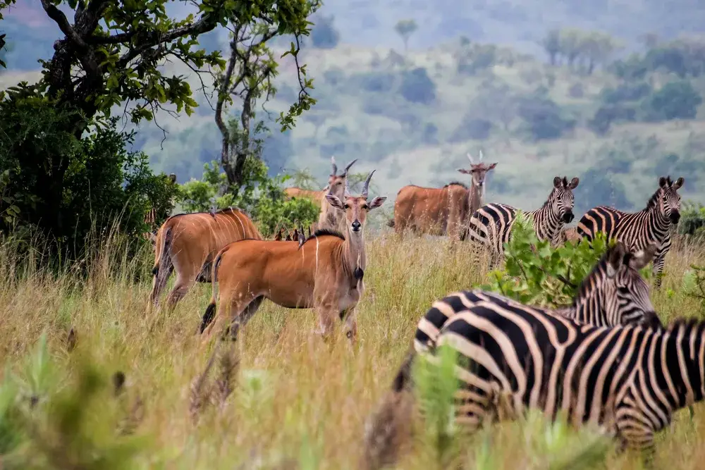 Akagera National park in Rwanda pictured during the overall best time to visit with blue sky, zebras, and antelopes grazing