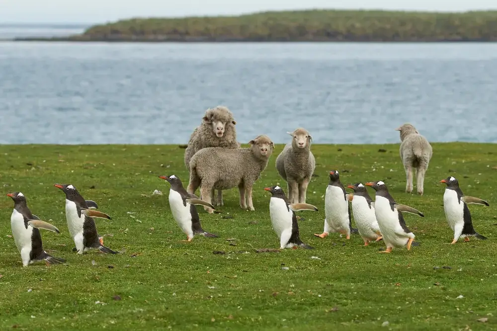Cute penguins running across the grass in front of sheep on Bleaker Island during the best time to visit the Falkland Islands