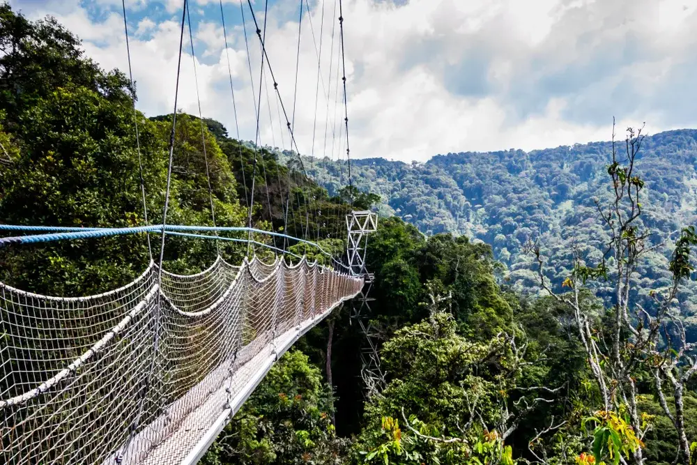Suspension bridge over the forest at Nyungwe National Park pictured during the rainy season during the cheapest time to visit Rwanda