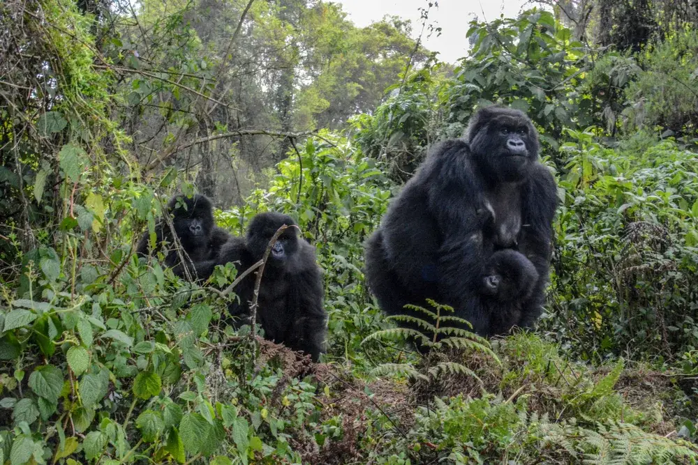 Image of gorillas in Rwanda pictured from the POV of a trekker