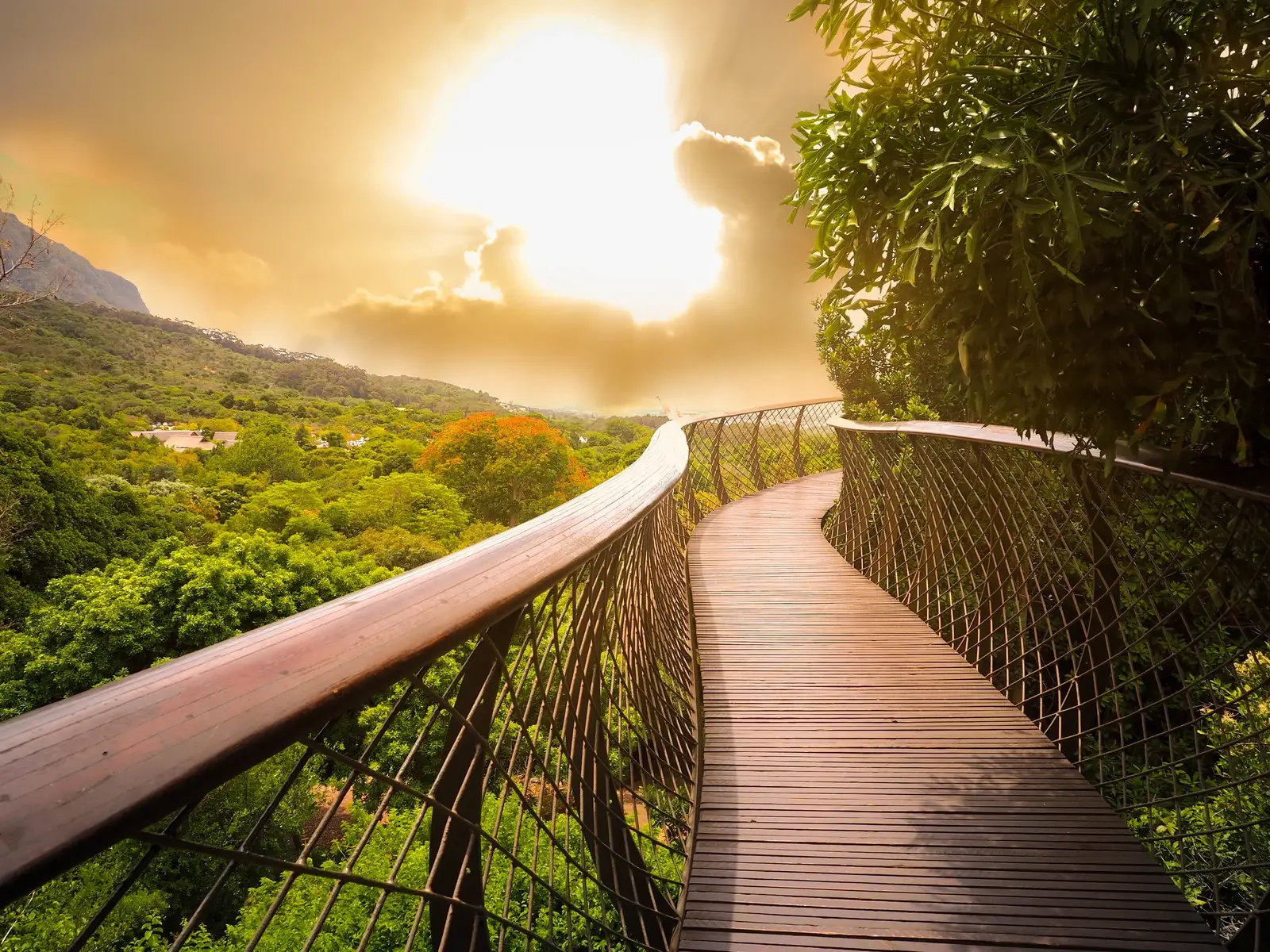 Tree canopy walkway with a wooden bridge in Kirstenbosch National Botanical Garden during the best time to visit South Africa