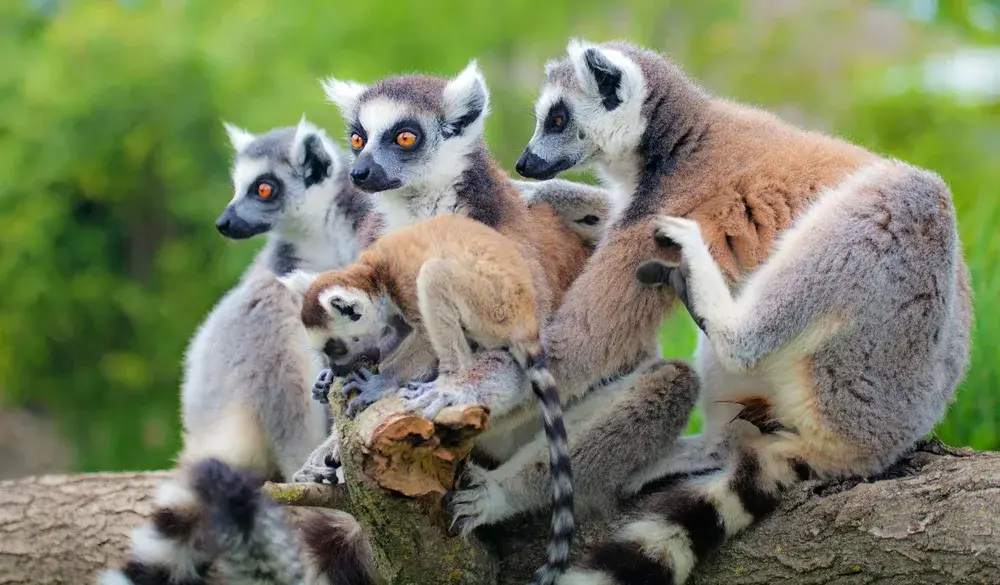 The unique lemurs of Madagascar pictured as a family sitting in a tree