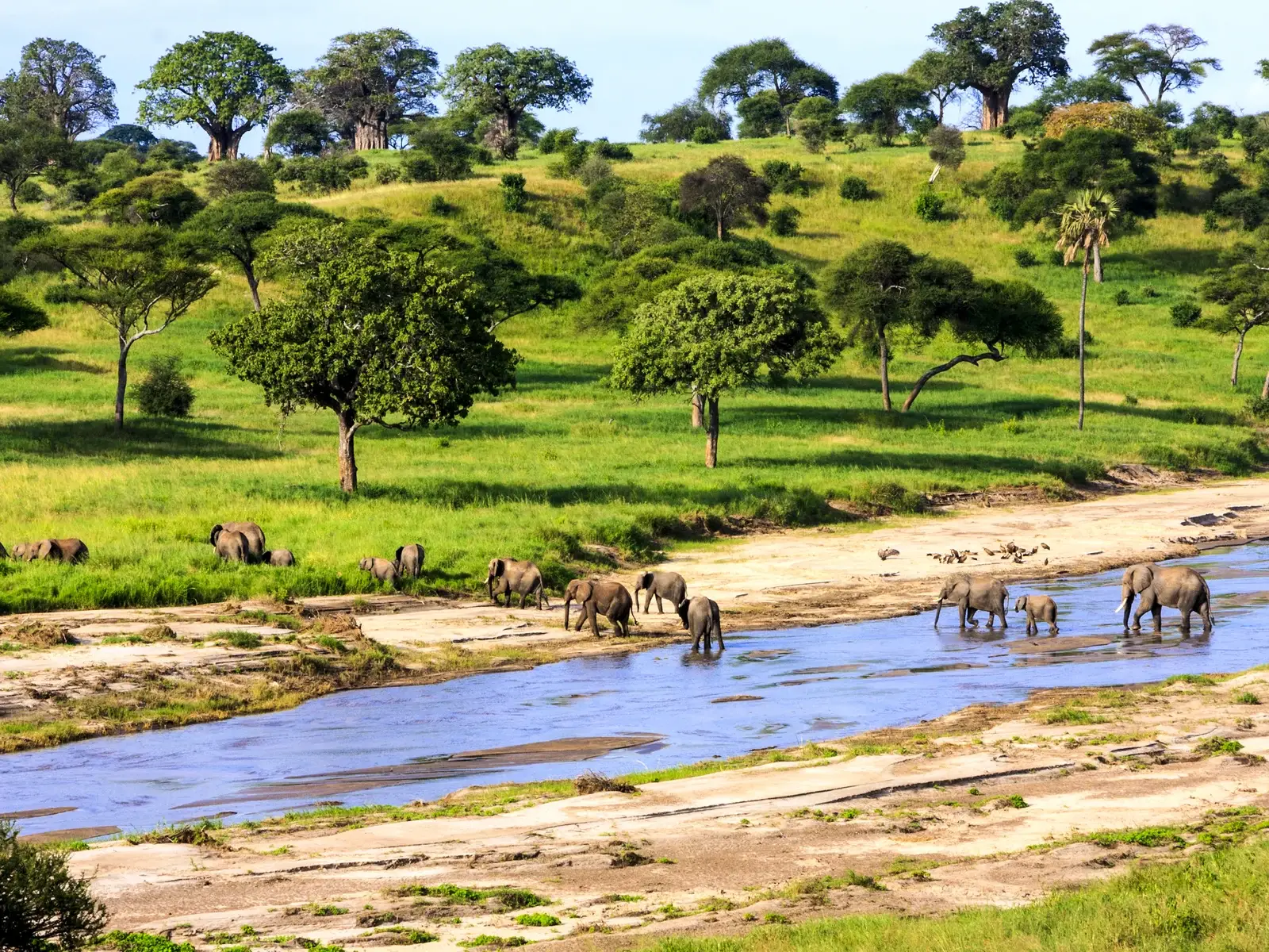 Elephants crossing a river in Serengeti National Park for a piece titled Is Tanzania Safe