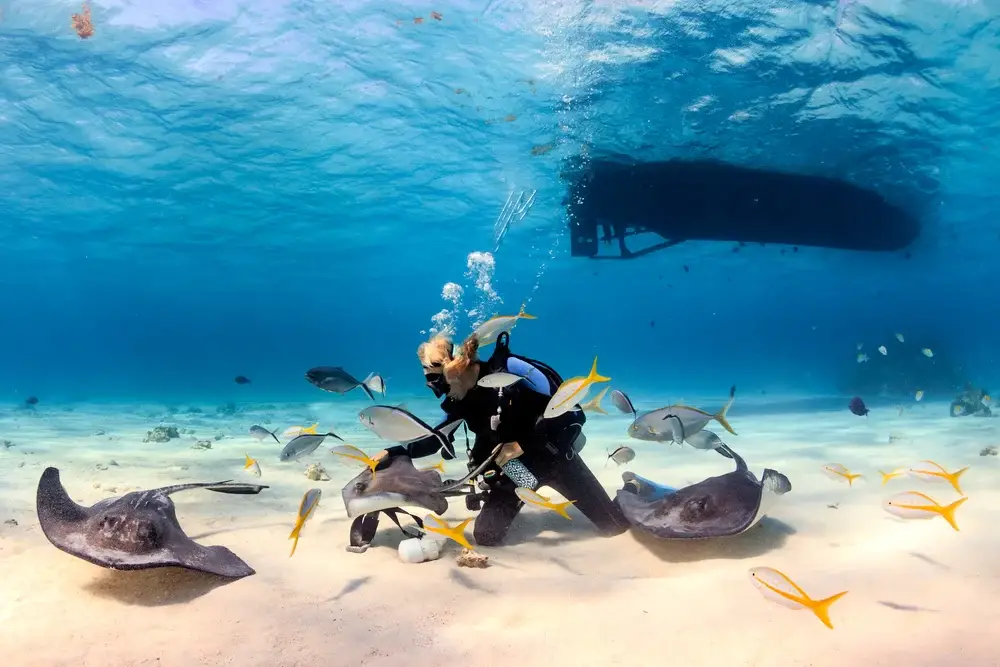 Scuba diver below the water with a boat floating overhead pictured feeding stingrays while they swim around him