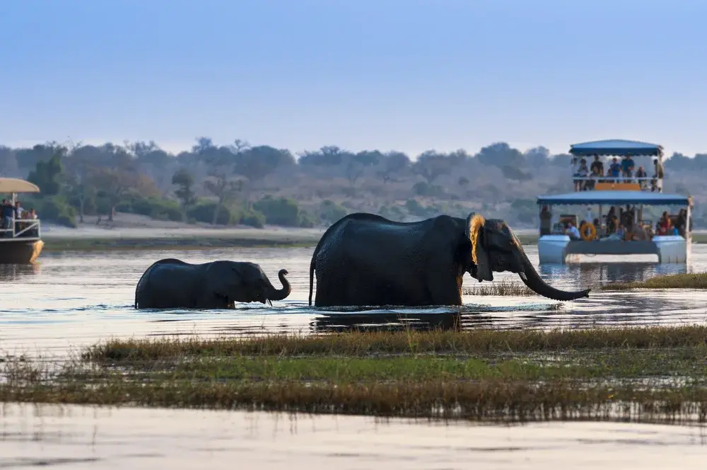 African elephants cross the river with a double-decker boat of tourists looking on in Chobe National Park, one of the best places for a honeymoon in Africa