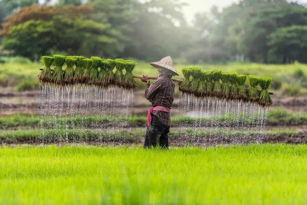 Cambodian man in rice paddy carrying rice plants for a piece on Is Cambodia Safe