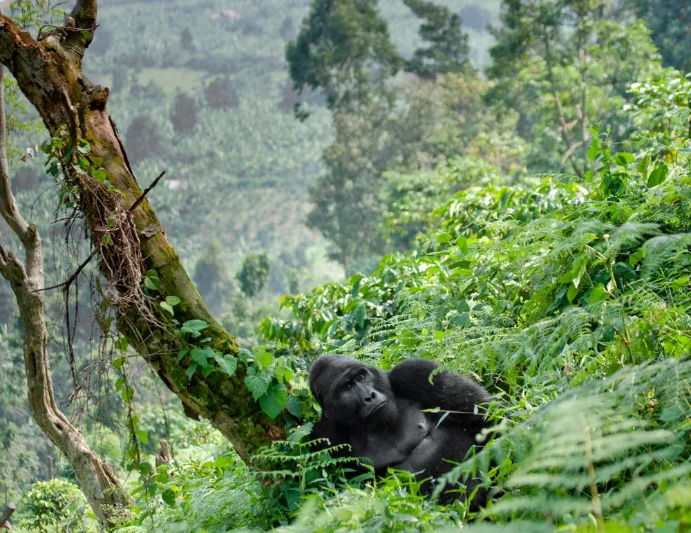Gorilla relaxing in a forest while lying next to a tree pictured during the overall best time to visit Rwanda
