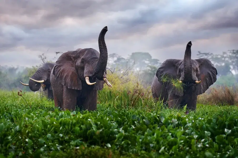Elephants raising their trunks while standing in a green field with cloudy skies overhead pictured during the least busy time to visit Uganda