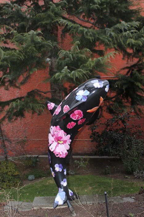 Dolphin. Victoria City Downtown.