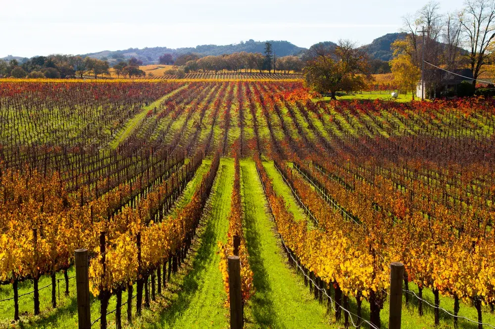 Long rows of grape vines pictured during the cheapest time to visit Sonoma