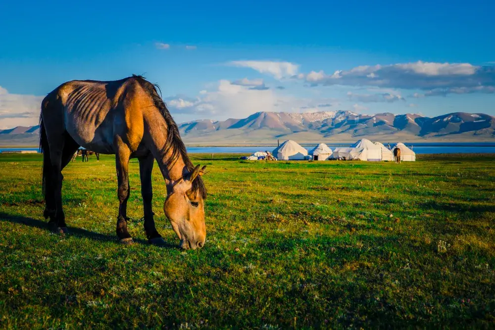 Horse grazing at Song Kul Lake with yurts in the background and mountains even further back and blue skies above