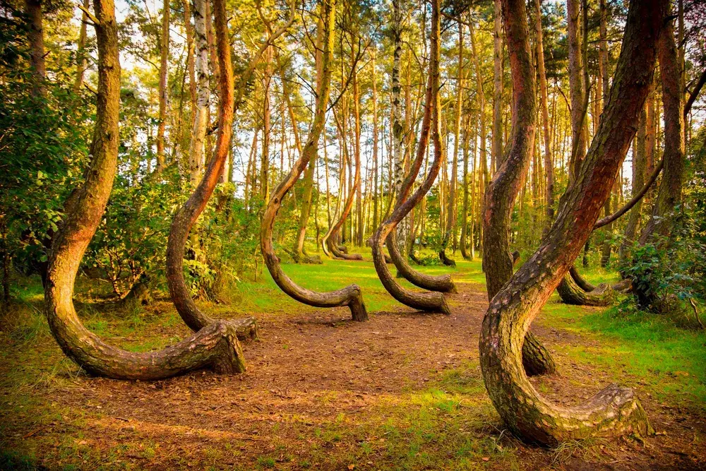 The neat Gryfino curved pine trees pictured with green grass during the best time to visit Poland
