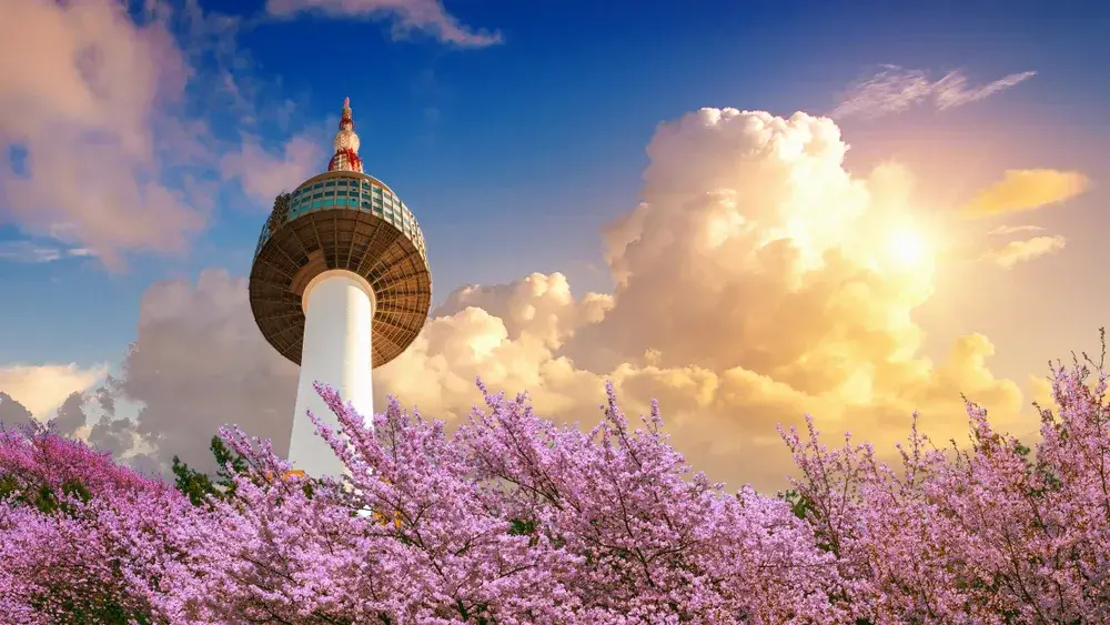 Cherry blossoms in bloom around the Seoul Tower show the best time to visit Seoul