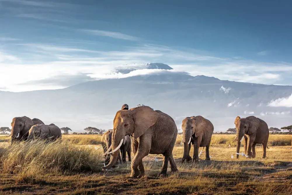 Herd of elephants walking in front of Mount Kilimanjaro during the best time to visit Kenya